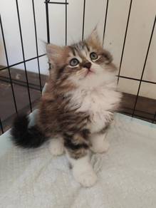 Persian