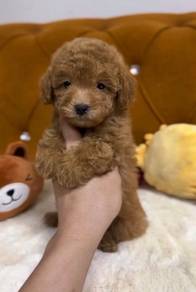 Toy Poodle High Quality puppy