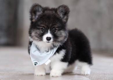 CORGI PUPPIES C184 🌻 cheeky Puppy Female