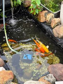 Koi fish