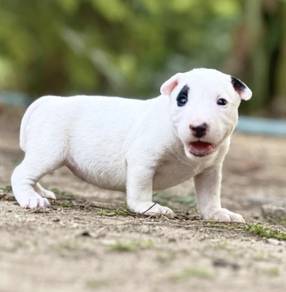 BULL TERRIER PUPPIES BT6 🐻 White  Girl