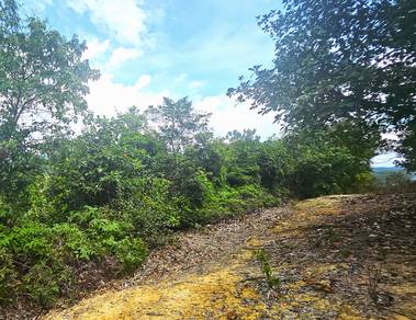 Agricultural Land in Simpang Renggam, JHR