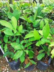 Benih Rambutan Gading
