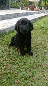 Quality Champion BigBone n Head labrador Retriever