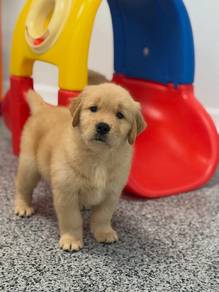 goldenretriever puppies available 