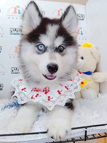 Wooly Husky