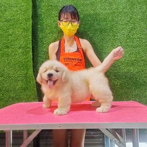 XXXL golden retriever f1