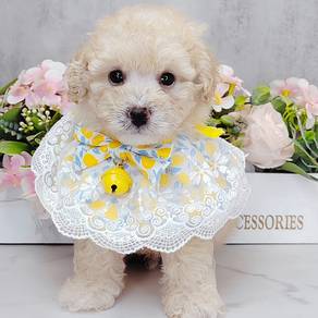 Poodle Toy