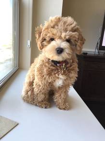 A9690 Poppet Poodle fluffy cloud little puppy Dog