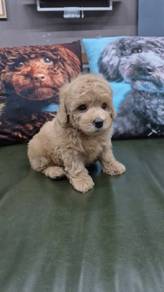Maltipoo puppies 