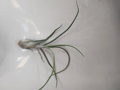 Tillandsia