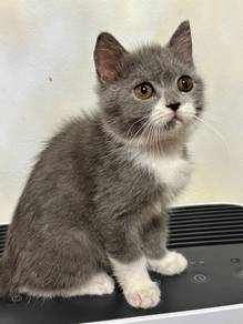 BSH Mix Kitten