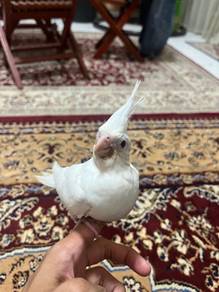Cockatiel Albino