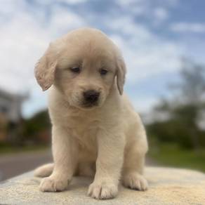 Golden Retriever q