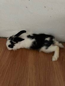 Rabbit for sale