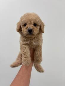 Maltipoo