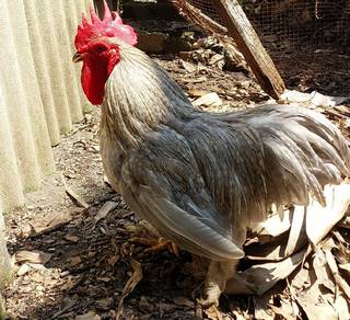 **🐔 Ayam Bantam Untuk Dijual 🐔**
