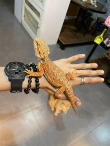 Bearded Dragon