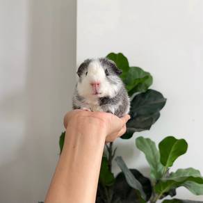 Teddy bear guinea pig tikus belanda arbok