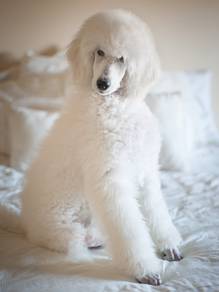Golden doodle pure white