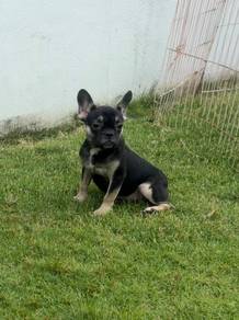 French bulldog puppy