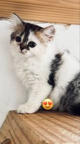 Non standard munchkin