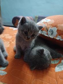kitten BSH pure