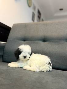puppy Parti poodle
