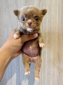 CHIHUAHUA PUPPIES 258 🌷Head Apple Cute Dog