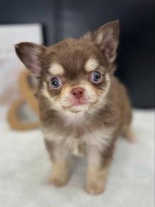 apple head Chihuahua 6