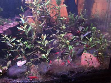 Cherry Shrimp - Neocaridina