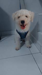 white poodle 