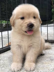 Golden retriever mka and microchip