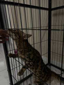 bengal rossete