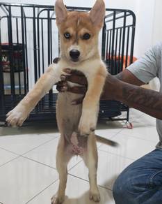 Husky