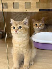 bsh golden ny11 male female