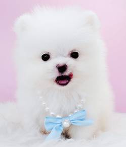 Pomeranian