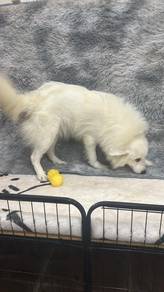 银狐女
Japanese Spitz
Female
RF-2
Dob： 27-10-25