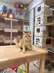 golden shaded British short hair kitten cat