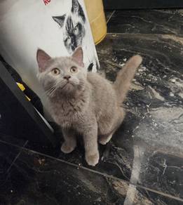 British shorthair female 