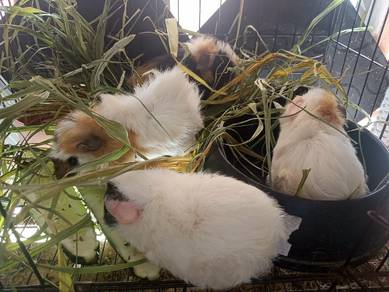 guinea pig.tikus belanda