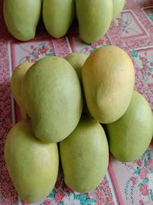 Mangga Harumanis Perlis