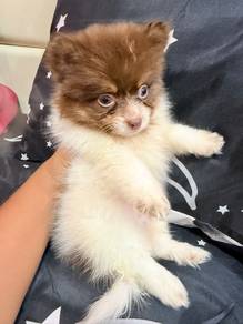 Pomeranian for sale