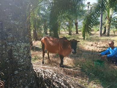 Lembu betina