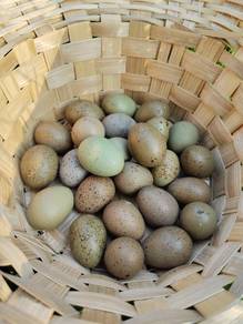 Telur puyuh mini berbenih 