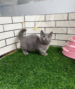 Kucing munchkin