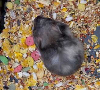 Hamster Syrian Black Tortoiseshell