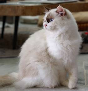 Ragdoll Murah
