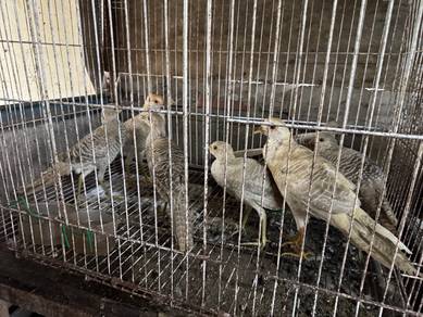 Anak burung kuang yellow golden