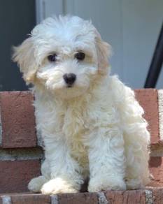 N883 Baby-faced Poochon Fluffy Soft Fur Companion